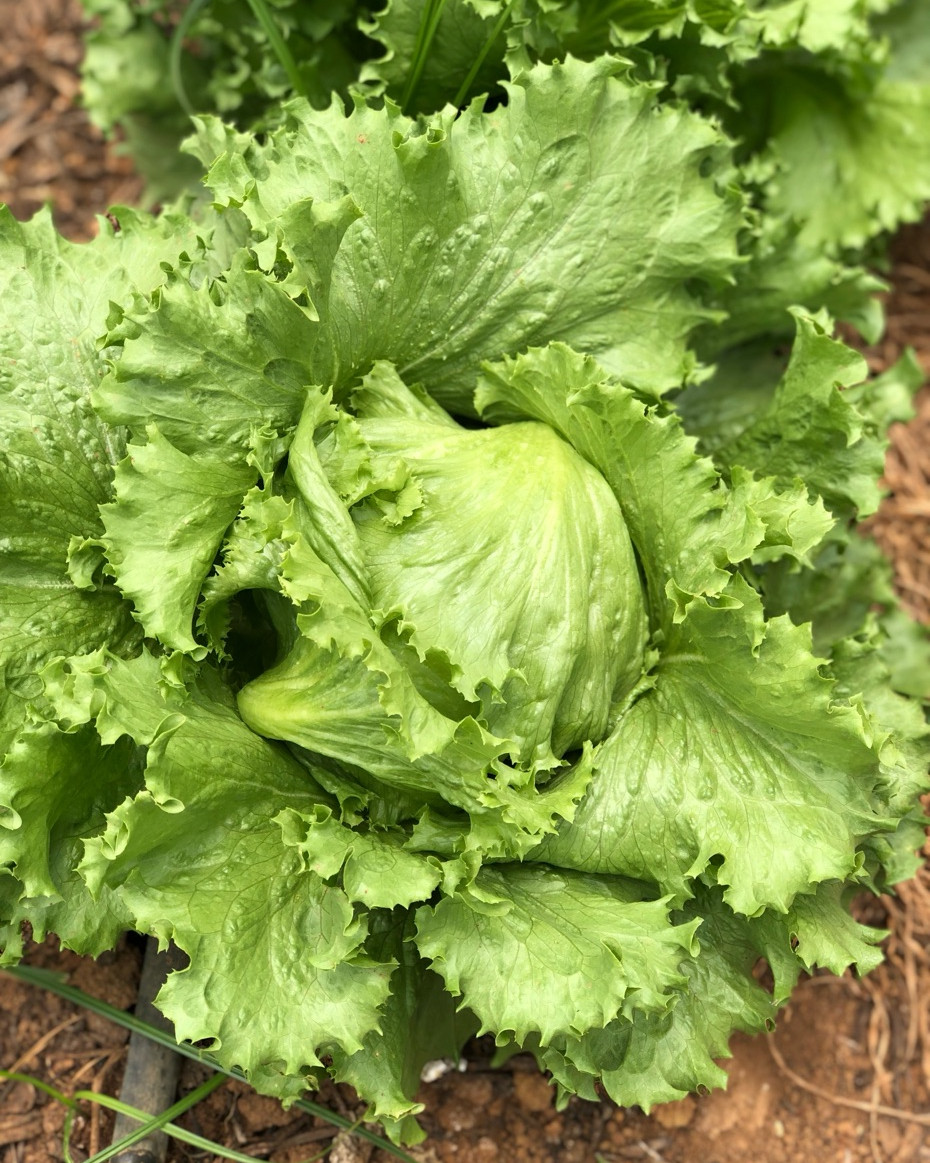 Iceberg Lettuce - Head